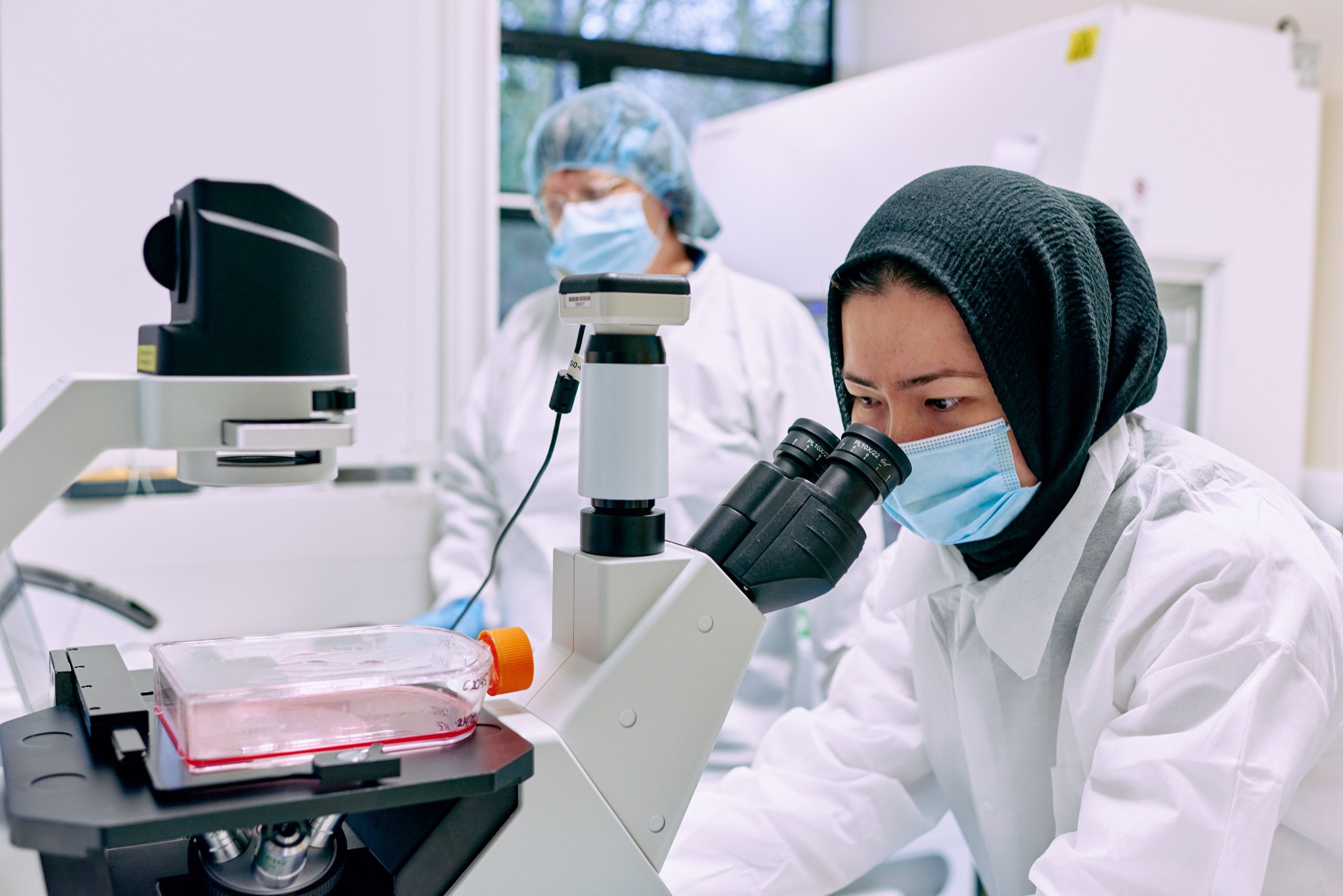 Scientists looking through a microscope. Stem cell research.